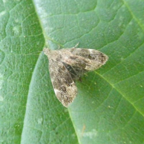 Anthophila fabriciana